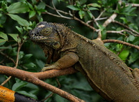 Iguanas in the wild