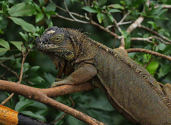Iguanas in the wild