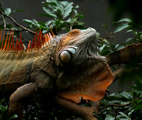 Iguanas in the wild