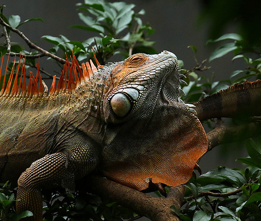 Iguanas in the wild