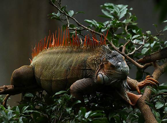 Iguanas in the wild
