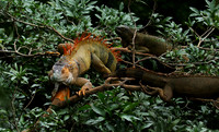 Iguanas in the wild