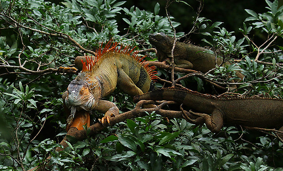 Iguanas in the wild