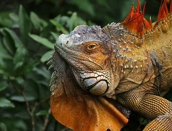 Iguanas in the wild