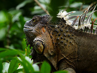 Iguanas in the wild