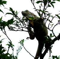 Iguanas in the wild