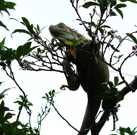 Iguanas in the wild