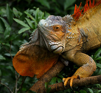 Iguanas in the wild