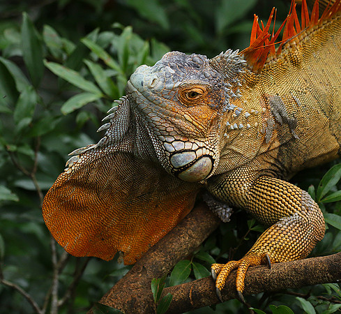 Iguanas in the wild