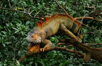 Iguanas in the wild
