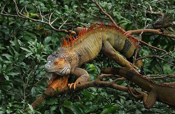 Iguanas in the wild
