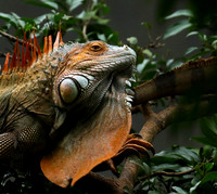 Iguanas in the wild