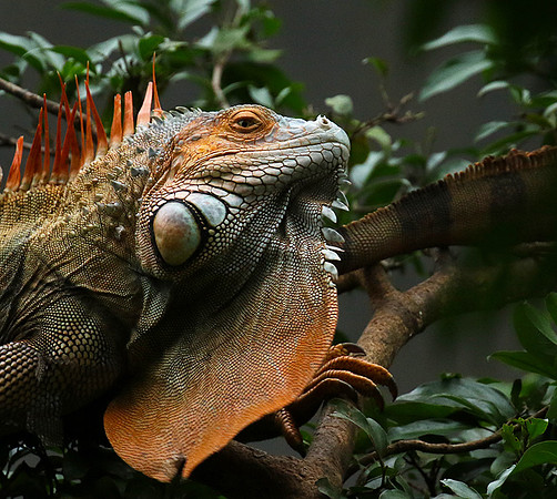 Iguanas in the wild