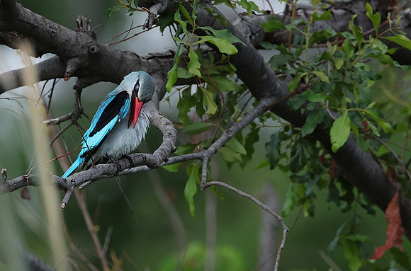 Woodland kingfisher - Delta of Okavango