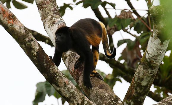 Geoffroy's spider monkey