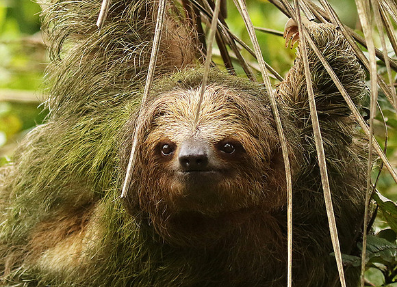 Brown-breasted three toed sloth