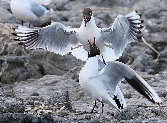 Black-headed gull - Camargue