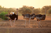 Kenya