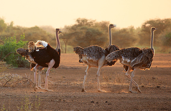 End of afternoon  in South Rift Valley