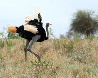 Ostriches