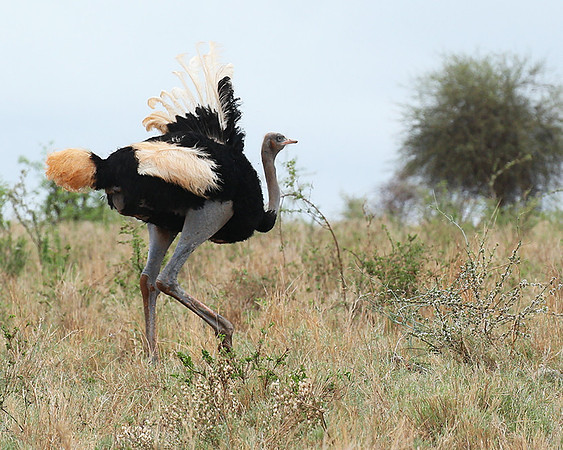 Somali ostrich - Meru NP