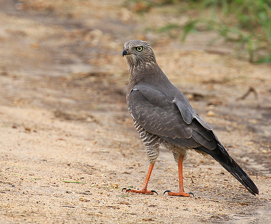 Dark chanted gosh hawk - Mala Mala game reserve