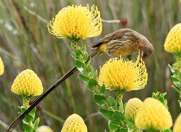 Kirstenbosch botanical garden - Cape Town