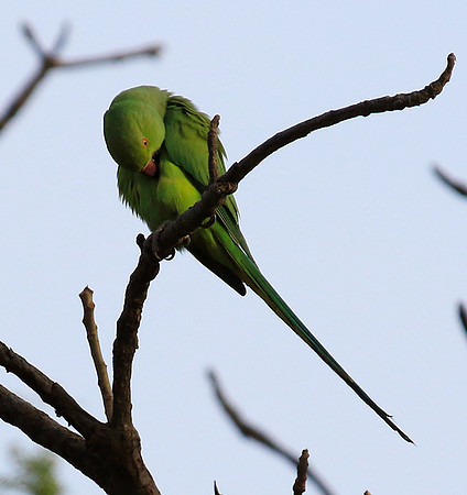 Ring-necked parakeet