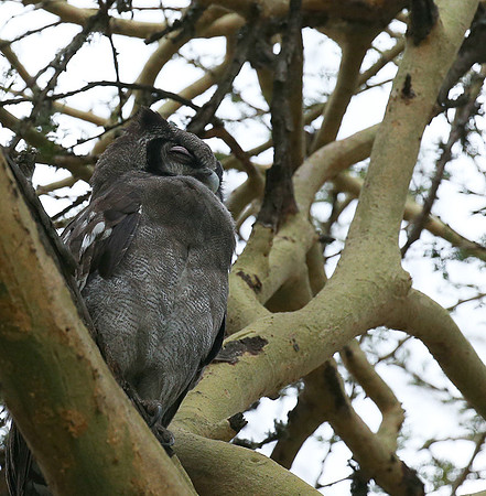 Verreaux's eagle owl - Laikipia