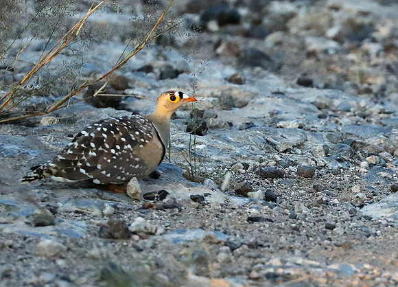 Sandgrouse - Ongava