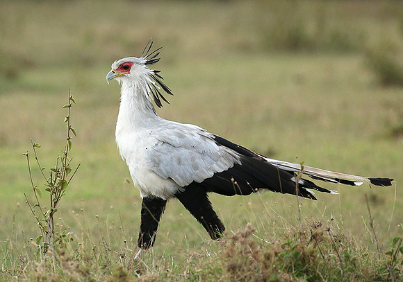 Laikipia