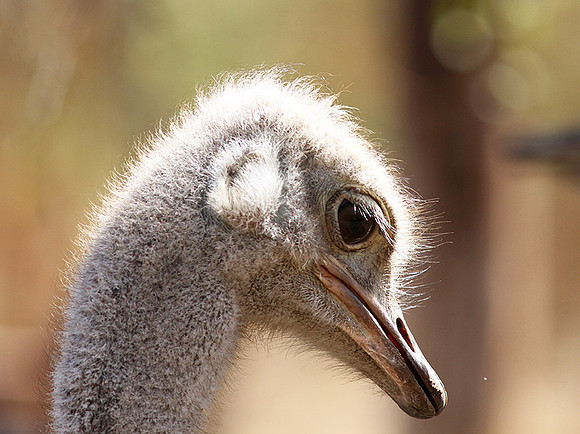 Ostrich at Bandia