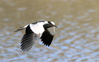 Blacksmith lapwing at Timbavati