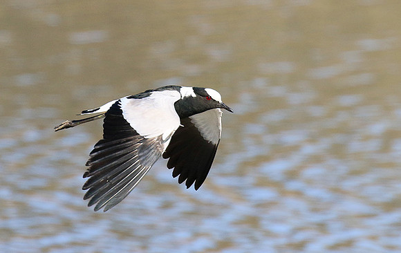 Blacksmith lapwing at Timbavati