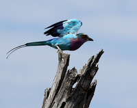 Lilac brested roller - South Luangwa NP