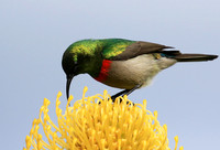 Southern double-collared sunbird