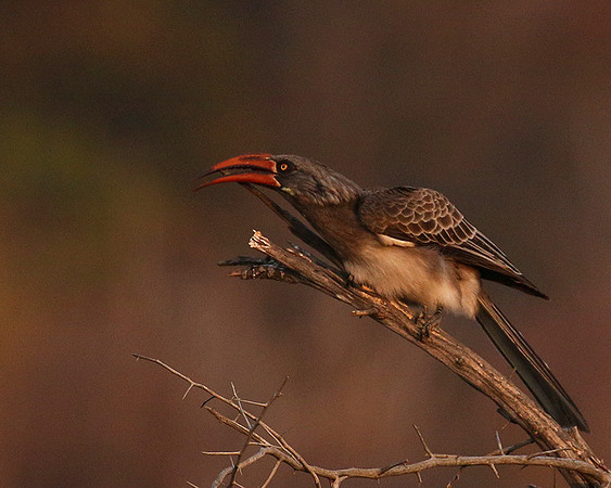 Bradfiekd's hornbill - Hwange NP