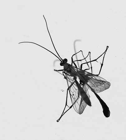 Insect and reflection - Senegal