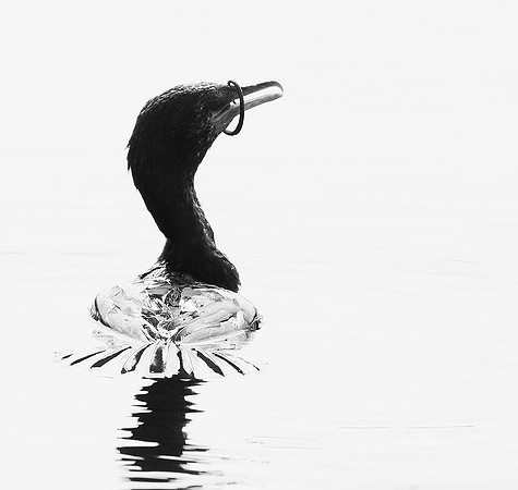 Cormorant swallowing a snake - Okavango