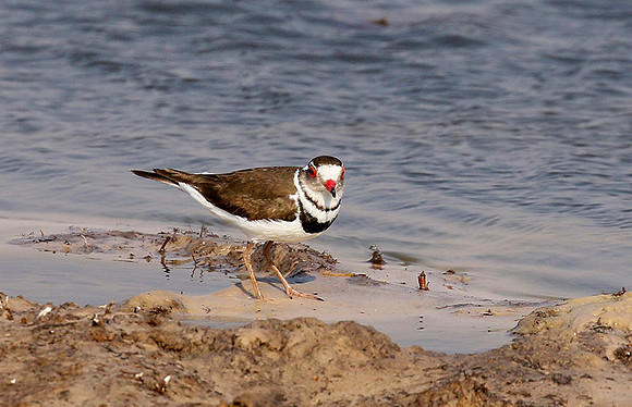 Three-banded plover - Hwange NP