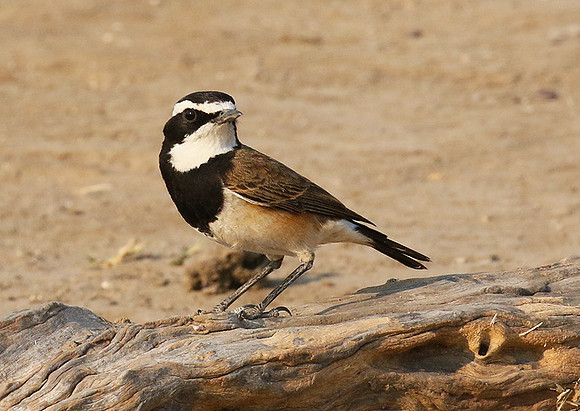 Capped wheatear