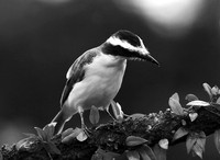 Kiskadees
