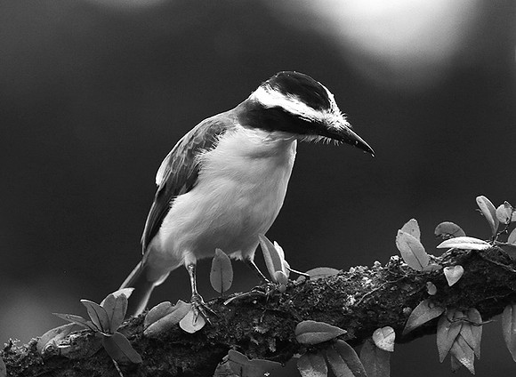 Great kiskadee (tyran quiquivi) - Costa Rica