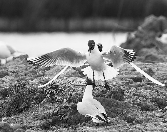 Black-headed gulls - Camargue