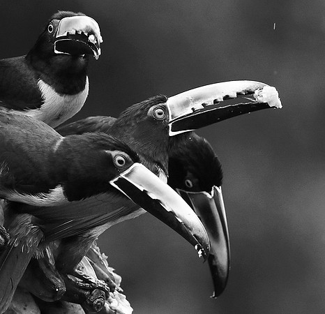 Collared aracari - Costa Rica
