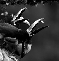 Collared aracari - Costa Rica