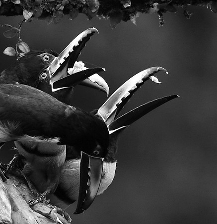Collared aracari - Costa Rica