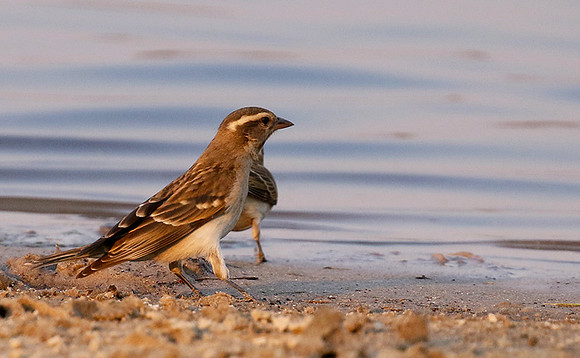 Yellow-throated petronia