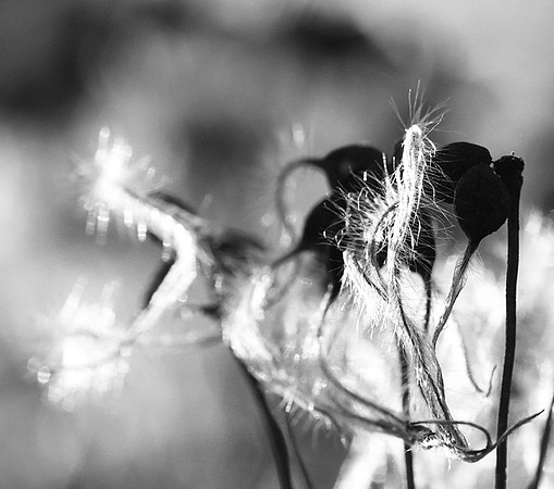 Wilted flowers