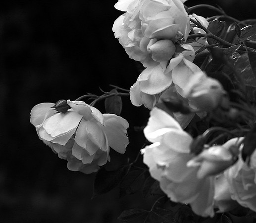 Rose "City of York"